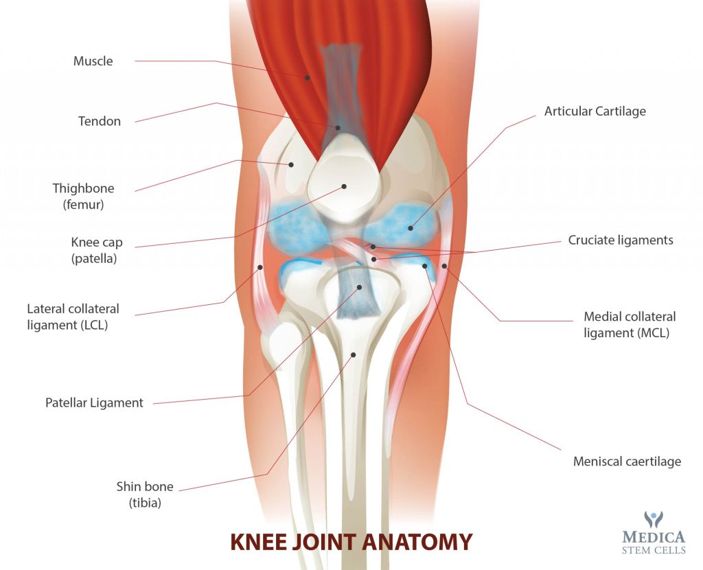 Knee-anatomy-figure