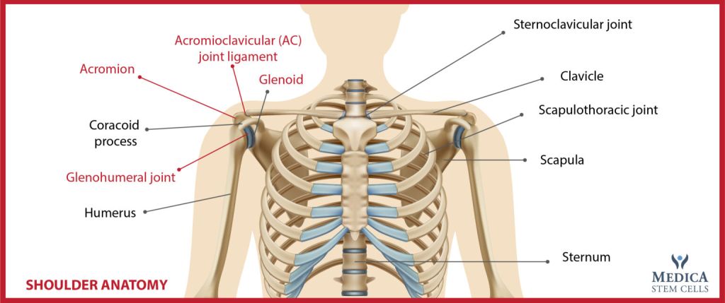Shoulder-anatomy