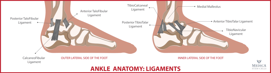 Ankle-anatomy-ligaments-graphics